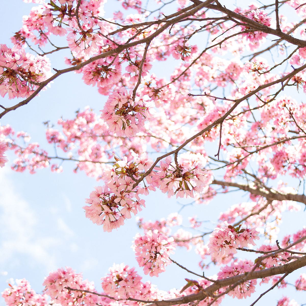 Cherry Blossom Trauma Healing