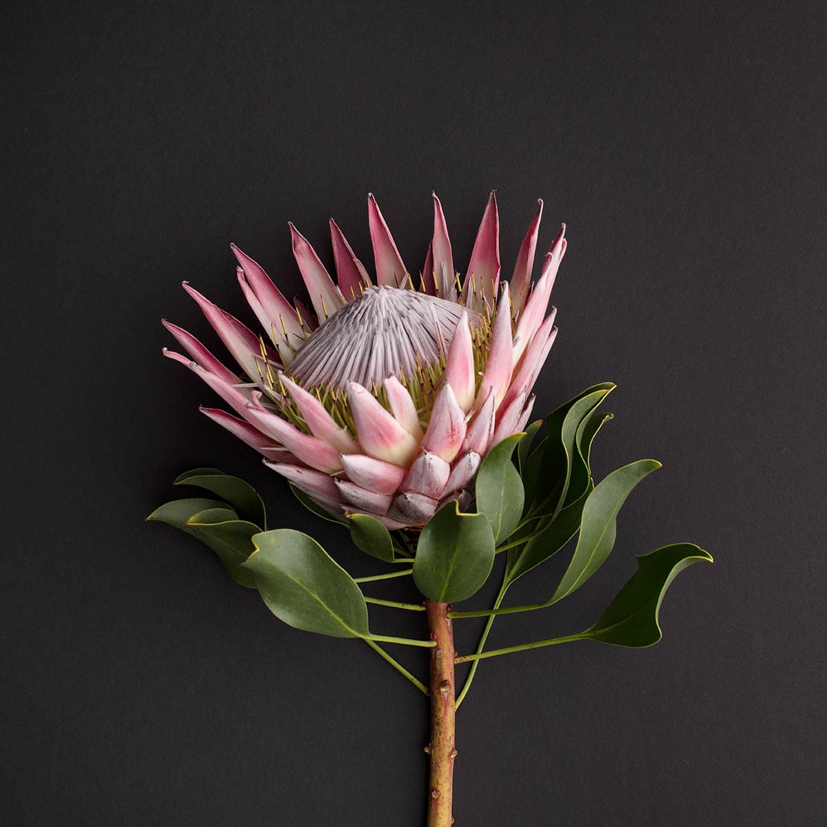 Flower for somatic healing.